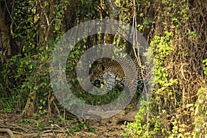 Camouflage: Wild Jaguar Walking through Dense Jungle