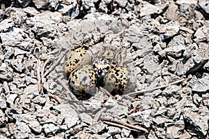 With camouflage, you can freely lay eggs.