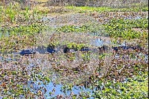 Camouflaged American Alligator In A Swamp photo