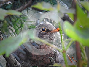 camouflaged baby bird hiding in her nest