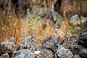 Camouflaged Beauty: Stellagama Lizard on Rock