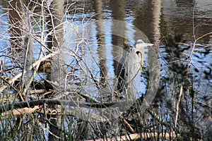 Camouflaged Bird