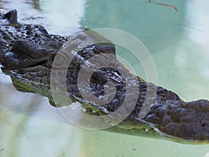 Camouflaged Canny Dangerous Estuarine Crocodile.