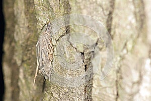 Camouflaged caterpillar