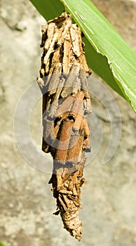 A camouflaged caterpillar in the tropics