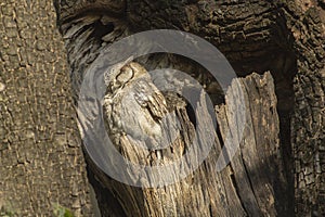 Camouflaged Collared Scops Owl Profile photo