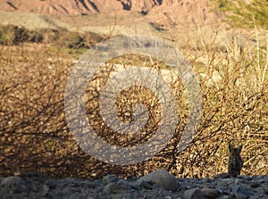 Camouflaged desert fox cub