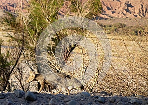 Camouflaged desert fox