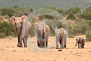 Camouflaged elephant family