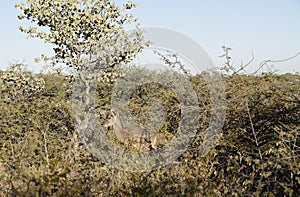 Female kudu hidden in dense bush under blue sky at Okonjima Nature Reserve, Namibia