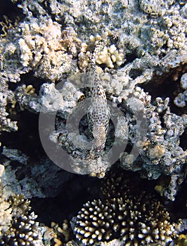 Camouflaged fish and coral photo