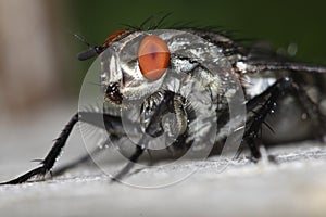 Camouflaged flesh fly photo