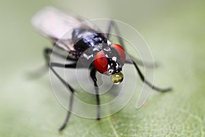 Camouflaged flesh fly with bubble