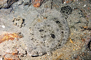 Camouflaged Flounder photo