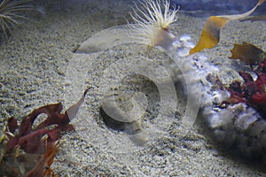 Camouflaged flounder and Tube anemone