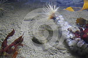 Camouflaged flounder and Tube anemone