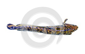 Camouflaged freshwater fish burbot