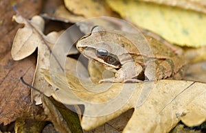 Camouflaged frog