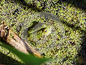 Camouflaged frog in a pond