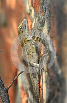Camouflaged garden lizard photo