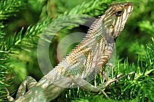 Camouflaged garden lizard