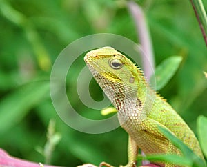 Camouflaged garden lizard