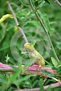 Camouflaged garden lizard