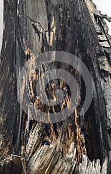 Camouflaged gecko inside a lightning-struck tree