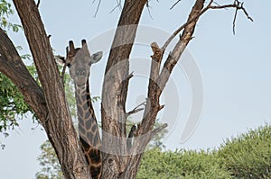 Camouflaged giraffe behind the trees in South Africa