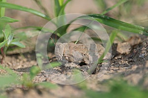 Camouflaged grasshopper