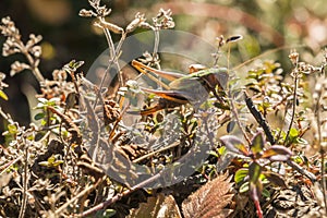 Camouflaged grasshopper