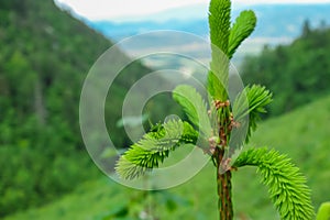 Petzen - Camouflaged green bush cricket sitting on young pine tree growing out of the ground in a lush green forest. photo