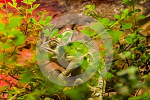 Camouflaged green chameleon behind the leaves in a natural environment.