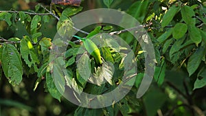 Camouflaged green leafbird hidden among leaves