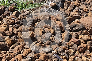 Camouflaged Horned Lizard Hiding In Volcanic Scoria Stones