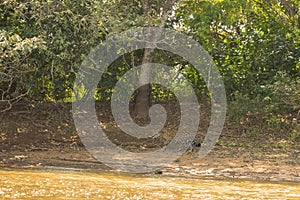 Camouflaged Jaguar Walking along Shaded Riverbank