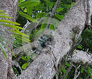 Camouflaged large and bulky black spiny tail iguana male (Ctenosaura similis).