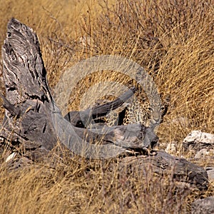 Camouflaged Leopard