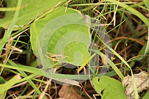 Camouflaged Lesser Marsh Grasshopper