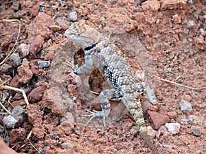 Camouflaged lizard