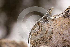 Camouflaged lizard