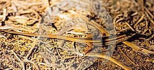 Camouflaged lizard on brown ground