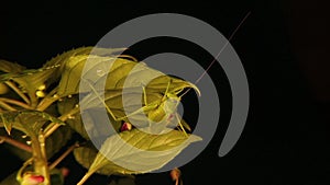 Camouflaged male katydid on leaf. Those green bugs that look like leaves