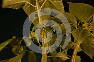 Camouflaged male katydid on leaf. Those green bugs that look like leaves