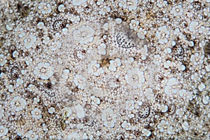 Camouflaged Pattern on Flounder