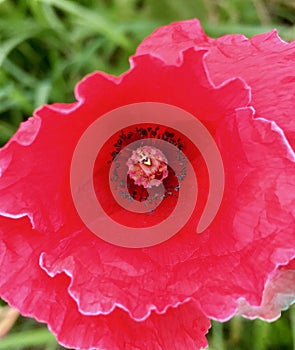 Camouflaged plant bug on a red poppy flower, Lygus pratensis