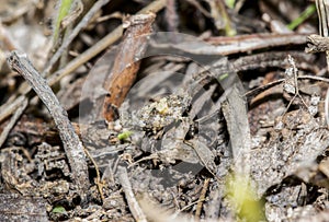 A Camouflaged Pygmy Grasshopper Hooded Grouse Locust Paratettix cucullatus Nymph on the Ground