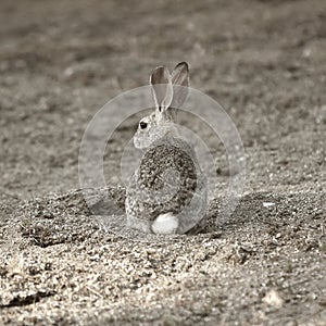 A camouflaged rabbit.