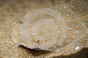 Camouflaged ray fish