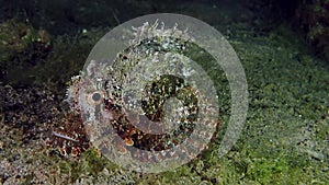 A camouflaged reef stonefish laying on the floor